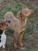 Darla, a female Catahoula Leopard Dog and Louisiana Catahoula Leopard Dog for sale in Dora, MO – Photo 3 of 4