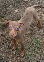 Darla, a female Catahoula Leopard Dog and Louisiana Catahoula Leopard Dog for sale in Dora, MO – Photo 1 of 4