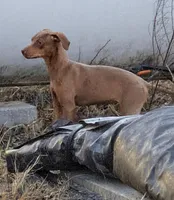 Darla, a female Catahoula Leopard Dog and Louisiana Catahoula Leopard Dog for sale in Dora, MO – Photo 2 of 4