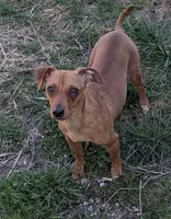 Vega, a female Chiweenie for sale in Dora, MO – Photo 2 of 3