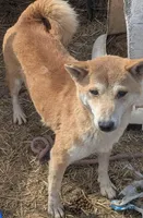 Foxy, a female Shiba Inu for sale in Dora, MO – Photo 3 of 3