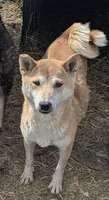Foxy, a female Shiba Inu for sale in Dora, MO – Photo 1 of 3