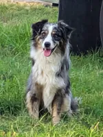 Zorro, a male Miniature Australian Shepherd for sale in Dora, MO – Photo 1 of 4