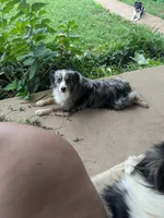 Zorro, a male Miniature Australian Shepherd for sale in Dora, MO – Photo 4 of 4