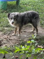 Zorro, a male Miniature Australian Shepherd for sale in Dora, MO – Photo 3 of 4