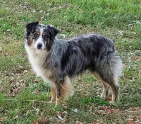 Zorro, a male Miniature Australian Shepherd for sale in Dora, MO – Photo 2 of 4