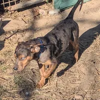 Cowboy, a male Catahoula Leopard Dog and Dachshund for sale in Dora, MO – Photo 3 of 4