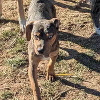 Cowboy, a male Catahoula Leopard Dog and Dachshund for sale in Dora, MO – Photo 2 of 4