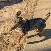 Cowboy, a male Catahoula Leopard Dog and Dachshund for sale in Dora, MO – Photo 4 of 4