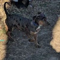 Cowboy, a male Catahoula Leopard Dog and Dachshund for sale in Dora, MO – Photo 1 of 4