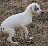 Pongo, a male Catahoula Leopard Dog and Louisiana Catahoula Leopard Dog for sale in Dora, MO – Photo 5 of 5
