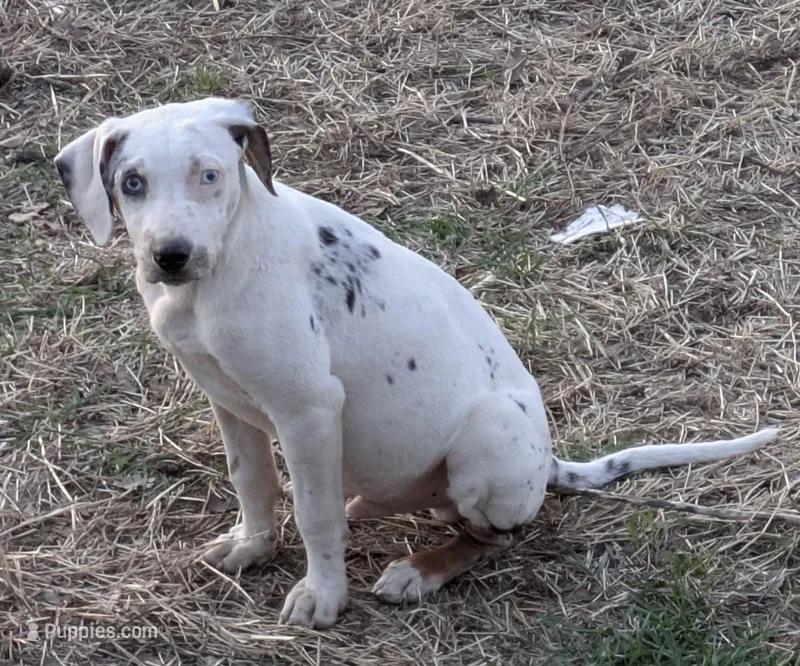 Pongo – Catahoula Leopard Dog, Louisiana Catahoula Leopard Dog puppy for sale in Dora, MO