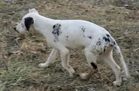 Pongo, a male Catahoula Leopard Dog and Louisiana Catahoula Leopard Dog for sale in Dora, MO – Photo 3 of 5
