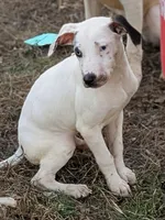 Pongo, a male Catahoula Leopard Dog and Louisiana Catahoula Leopard Dog for sale in Dora, MO – Photo 2 of 5