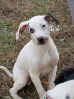 Pongo, a male Catahoula Leopard Dog and Louisiana Catahoula Leopard Dog for sale in Dora, MO – Photo 1 of 5