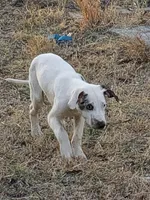 Pongo, a male Catahoula Leopard Dog and Louisiana Catahoula Leopard Dog for sale in Dora, MO – Photo 4 of 5