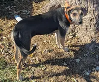 Pearl, a female Catahoula Leopard Dog for sale in Dora, MO – Photo 3 of 4