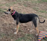 Pearl, a female Catahoula Leopard Dog for sale in Dora, MO – Photo 1 of 4