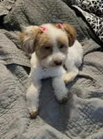 Leila, a female Poodle - Miniature  for sale in Kissimmee, FL – 3 of 4