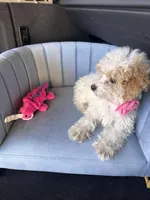 Leila, a female Poodle - Miniature  for sale in Kissimmee, FL – 4 of 4