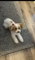 Leila, a female Poodle - Miniature  for sale in Kissimmee, FL – 2 of 4