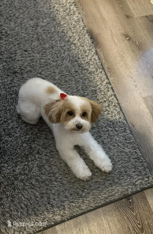 Leila – Poodle - Miniature  puppy for sale in Kissimmee, FL