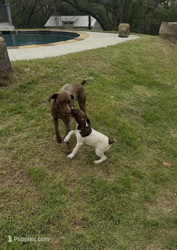 Chilly  – German Shorthaired Pointer puppy for sale in Boerne, TX