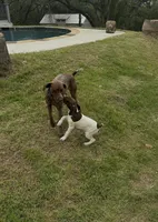 Chilly , a male German Shorthaired Pointer for sale in Boerne, TX – 1 of 6