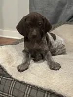 Belle, a female German Shorthaired Pointer for sale in Boerne, TX – 3 of 6