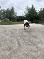 Cowboy, a male German Shorthaired Pointer for sale in Boerne, TX – 4 of 4