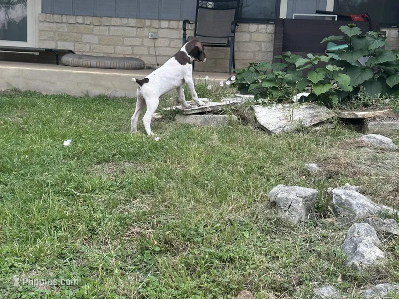 Chilly  – German Shorthaired Pointer puppy for sale in Boerne, TX
