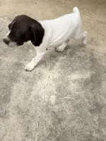 Luna, a female German Shorthaired Pointer for sale in Boerne, TX – 3 of 5
