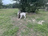 Chilly , a male German Shorthaired Pointer for sale in Boerne, TX – 6 of 6