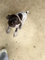 Belle, a female German Shorthaired Pointer for sale in Boerne, TX – 5 of 6