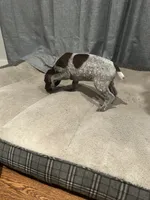 Belle, a female German Shorthaired Pointer for sale in Boerne, TX – 4 of 6