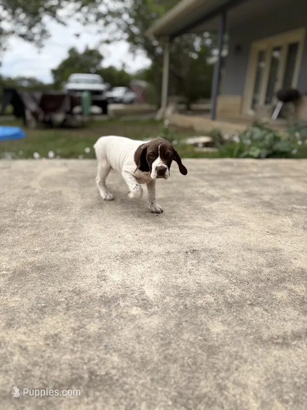 Luna – German Shorthaired Pointer puppy for sale in Boerne, TX