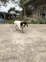 Luna, a female German Shorthaired Pointer for sale in Boerne, TX – 2 of 5
