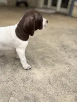 Luna, a female German Shorthaired Pointer for sale in Boerne, TX – 4 of 5