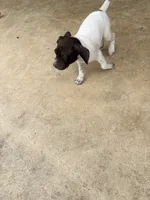 Cowboy, a male German Shorthaired Pointer for sale in Boerne, TX – 2 of 4