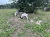 Chilly , a male German Shorthaired Pointer for sale in Boerne, TX – 5 of 6