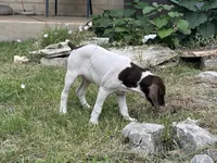 Chilly , a male German Shorthaired Pointer for sale in Boerne, TX – 4 of 6