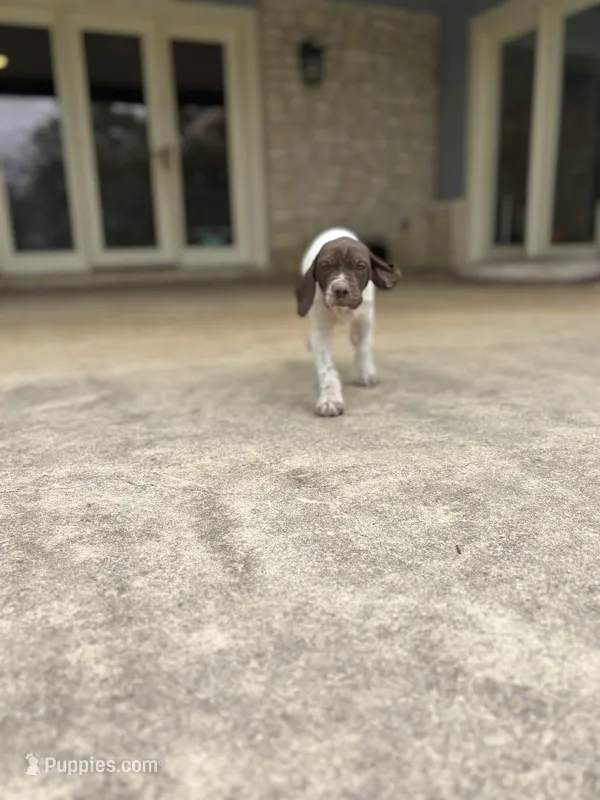 Cowboy – German Shorthaired Pointer puppy for sale in Boerne, TX