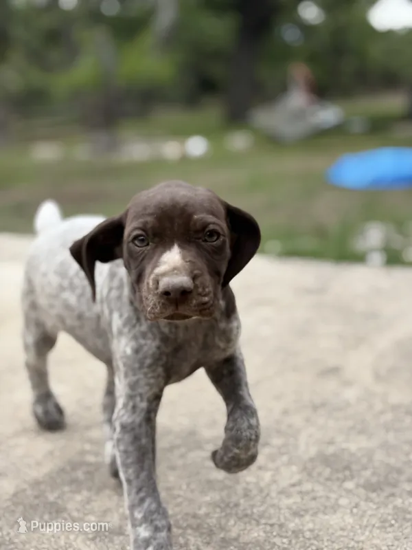 Belle – German Shorthaired Pointer puppy for sale in Boerne, TX