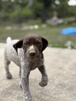 Belle, a female German Shorthaired Pointer for sale in Boerne, TX – 1 of 6