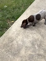 Belle, a female German Shorthaired Pointer for sale in Boerne, TX – 6 of 6