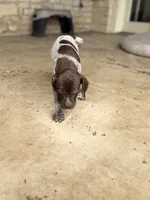Belle, a female German Shorthaired Pointer for sale in Boerne, TX – 2 of 6