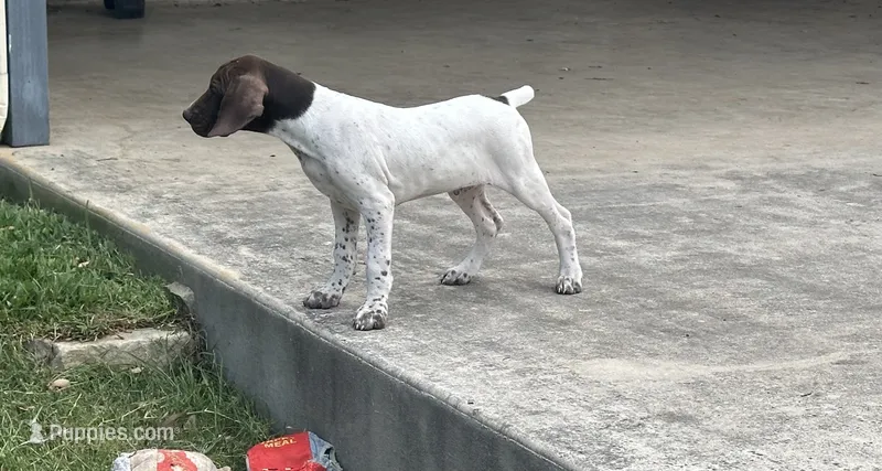Cowboy – German Shorthaired Pointer puppy for sale in Boerne, TX