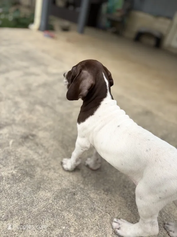 Luna – German Shorthaired Pointer puppy for sale in Boerne, TX