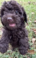 Tater, a male Poodle - Toy  for sale in Canon, GA – 3 of 7