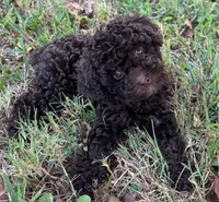 Pearl, a female Poodle - Toy  for sale in Canon, GA – 3 of 6